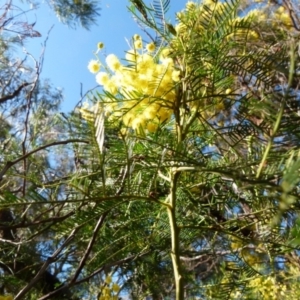 Acacia decurrens at Boro, NSW - suppressed