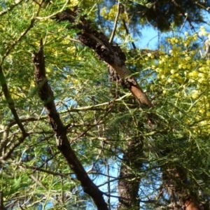 Acacia decurrens at Boro, NSW - suppressed