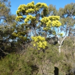 Acacia decurrens at Boro, NSW - suppressed