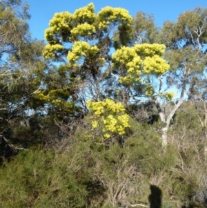 Acacia decurrens at Boro, NSW - 7 Sep 2021