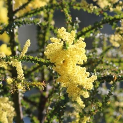 Acacia pravissima (Wedge-leaved Wattle, Ovens Wattle) at Wodonga - 10 Sep 2021 by Kyliegw