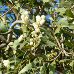 Acacia melanoxylon (Blackwood) at Boro, NSW - 7 Sep 2021 by Paul4K