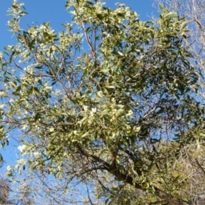 Acacia melanoxylon at Boro, NSW - suppressed