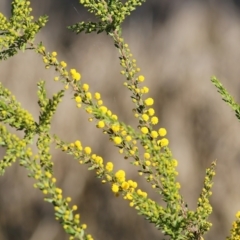 Acacia paradoxa (Kangaroo Thorn) at Wodonga Regional Park - 10 Sep 2021 by Kyliegw