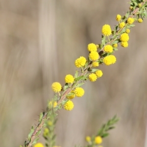 Acacia paradoxa at Killara, VIC - 11 Sep 2021 09:21 AM