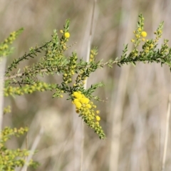 Acacia paradoxa at Killara, VIC - 11 Sep 2021 09:21 AM