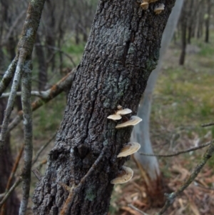 Trametes sp. at Boro, NSW - 8 Sep 2021