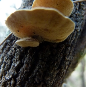 Trametes sp. at Boro, NSW - 8 Sep 2021