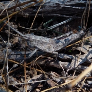 Coryphistes ruricola at Boro, NSW - 8 Sep 2021