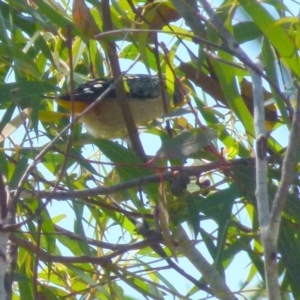 Pardalotus punctatus at Boro, NSW - 8 Sep 2021