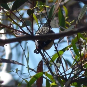 Pardalotus punctatus at Boro, NSW - 8 Sep 2021