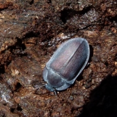 Pterohelaeus planus (Pie dish beetle) at Boro - 8 Sep 2021 by Paul4K