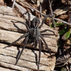 Tasmanicosa sp. (genus) (Unidentified Tasmanicosa wolf spider) at QPRC LGA - 8 Sep 2021 by Paul4K