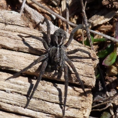 Tasmanicosa sp. (genus) (Unidentified Tasmanicosa wolf spider) at Boro - 8 Sep 2021 by Paul4K
