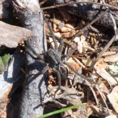 Tasmanicosa sp. (genus) at Boro, NSW - 8 Sep 2021