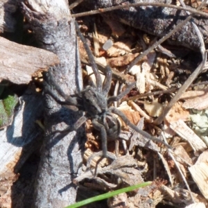 Tasmanicosa sp. (genus) at Boro, NSW - suppressed