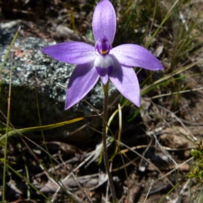 Glossodia major (Wax Lip Orchid) at Boro, NSW - 8 Sep 2021 by Paul4K