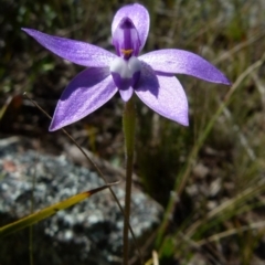 Glossodia major at Boro, NSW - 8 Sep 2021