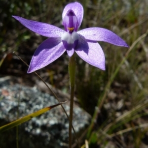 Glossodia major at Boro, NSW - 8 Sep 2021