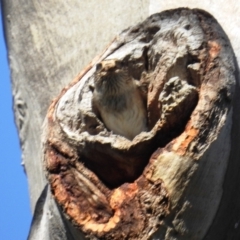 Petrochelidon nigricans (Tree Martin) at Kambah, ACT - 11 Sep 2021 by HelenCross