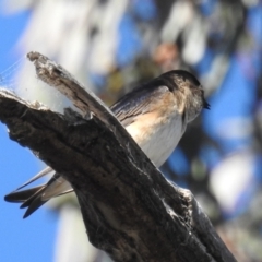 Petrochelidon nigricans at Kambah, ACT - 11 Sep 2021