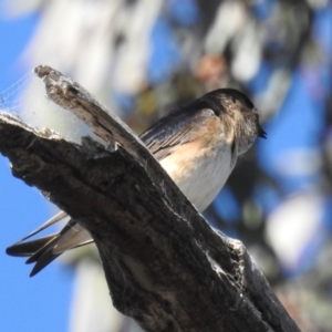 Petrochelidon nigricans at Kambah, ACT - 11 Sep 2021