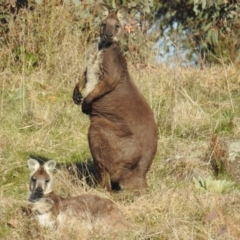 Osphranter robustus robustus (Eastern Wallaroo) at Bullen Range - 10 Sep 2021 by HelenCross