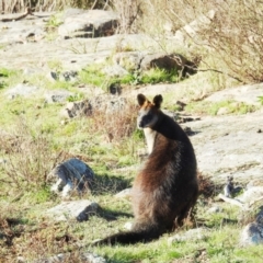Wallabia bicolor (Swamp Wallaby) at Stromlo, ACT - 11 Sep 2021 by HelenCross