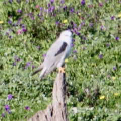 Elanus axillaris (Black-shouldered Kite) at Springdale Heights, NSW - 10 Sep 2021 by PaulF