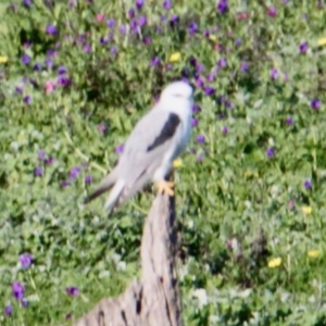 Elanus axillaris at Springdale Heights, NSW - 10 Sep 2021