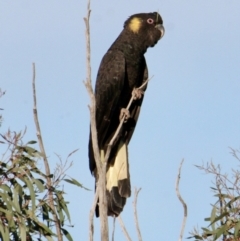 Zanda funerea (Yellow-tailed Black-Cockatoo) at Albury - 10 Sep 2021 by PaulF