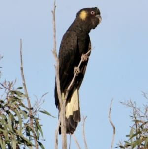 Zanda funerea at Springdale Heights, NSW - 10 Sep 2021 04:28 PM