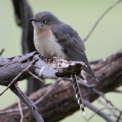 Cacomantis flabelliformis (Fan-tailed Cuckoo) at Springdale Heights, NSW - 10 Sep 2021 by PaulF
