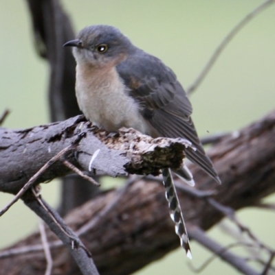 Cacomantis flabelliformis (Fan-tailed Cuckoo) at Red Light Hill Reserve - 10 Sep 2021 by PaulF