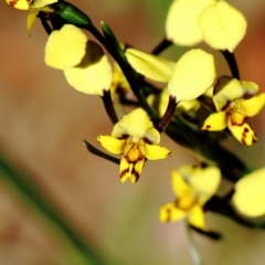 Diuris pardina (Leopard Doubletail) at Mittagong, NSW - 11 Sep 2021 by Snowflake