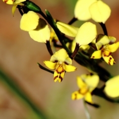 Diuris pardina (Leopard Doubletail) at Mittagong - 11 Sep 2021 by Snowflake