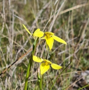 Diuris chryseopsis at Forde, ACT - 11 Sep 2021