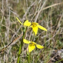 Diuris chryseopsis (Golden Moth) at Goorooyarroo NR (ACT) - 11 Sep 2021 by RobynHall