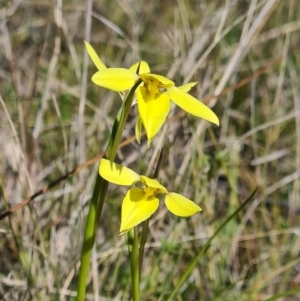 Diuris chryseopsis at Forde, ACT - 11 Sep 2021