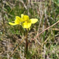 Diuris chryseopsis (Golden Moth) at Forde, ACT - 11 Sep 2021 by RobynHall