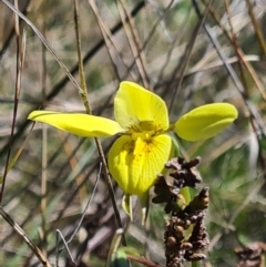 Diuris chryseopsis at Forde, ACT - 11 Sep 2021