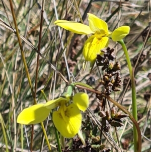 Diuris chryseopsis at Forde, ACT - 11 Sep 2021