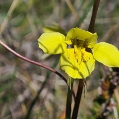 Diuris chryseopsis at Forde, ACT - 11 Sep 2021