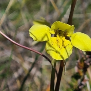 Diuris chryseopsis at Forde, ACT - 11 Sep 2021