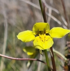 Diuris chryseopsis at Forde, ACT - 11 Sep 2021