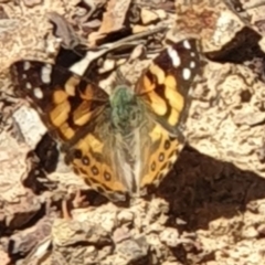 Vanessa kershawi (Australian Painted Lady) at Black Mountain - 11 Sep 2021 by LD12