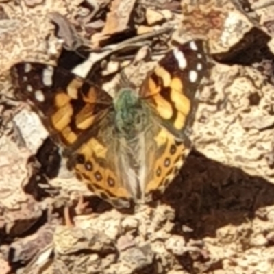 Vanessa kershawi (Australian Painted Lady) at Black Mountain - 11 Sep 2021 by LD12