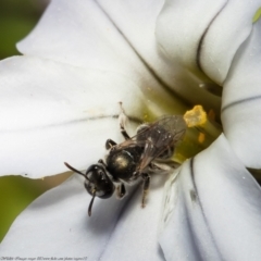 Lasioglossum sp. (genus) (Halictid bee) at Macgregor, ACT - 11 Sep 2021 by Roger