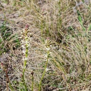 Stackhousia monogyna at Farrer, ACT - 11 Sep 2021