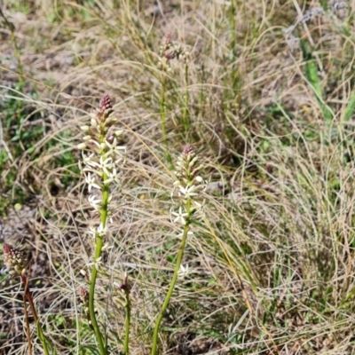 Stackhousia monogyna (Creamy Candles) at Farrer Ridge - 11 Sep 2021 by Mike